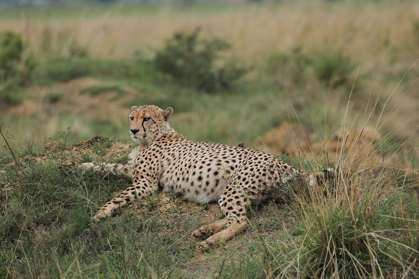 Nambiti Plains Lodge Ladysmith Exteriör bild