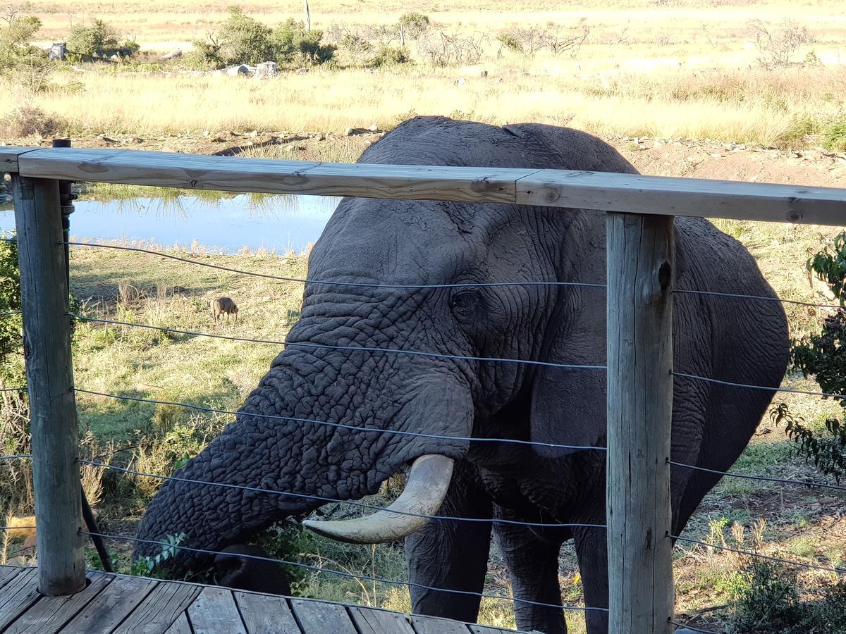 Nambiti Plains Lodge Ladysmith Exteriör bild