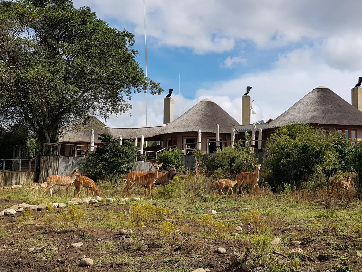 Nambiti Plains Lodge Ladysmith Exteriör bild