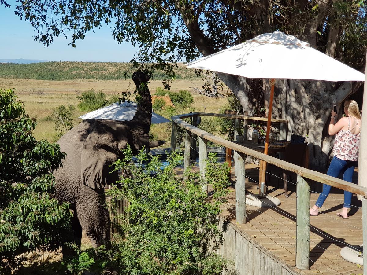 Nambiti Plains Lodge Ladysmith Exteriör bild