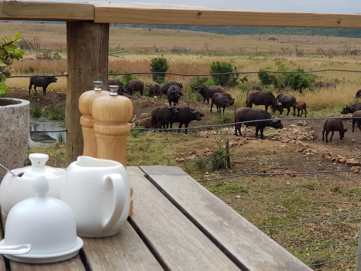 Nambiti Plains Lodge Ladysmith Exteriör bild