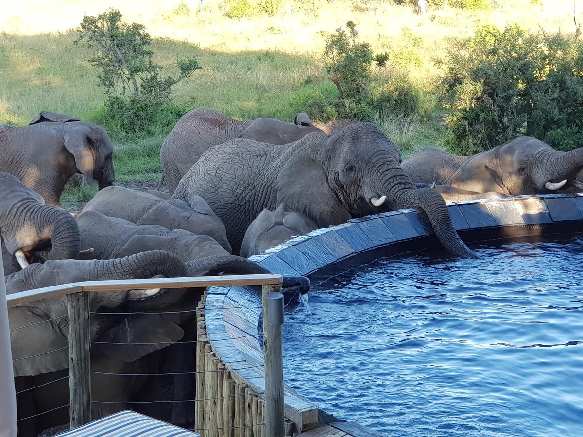 Nambiti Plains Lodge Ladysmith Exteriör bild